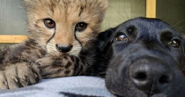Canberra story of a cheetah and his doggie best friend turns a page as they reach one