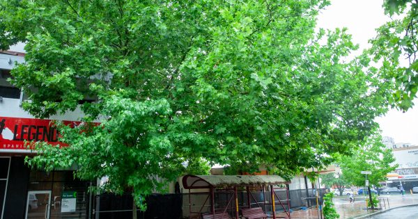 Residents group stands with registered tree in Manuka redevelopment row