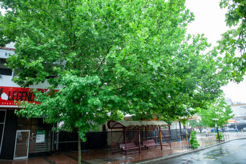 London Plane tree