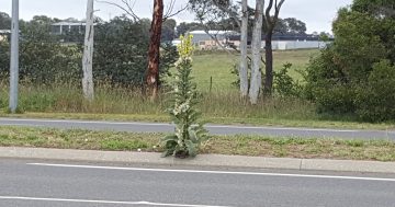 There has been something strange happening around Canberra this Christmas season...