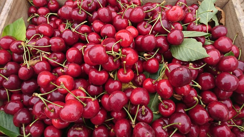 Pick your own cherries for Christmas