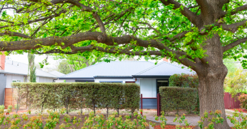 Heritage listed, family-friendly Tocumwal home up for sale in O'Connor