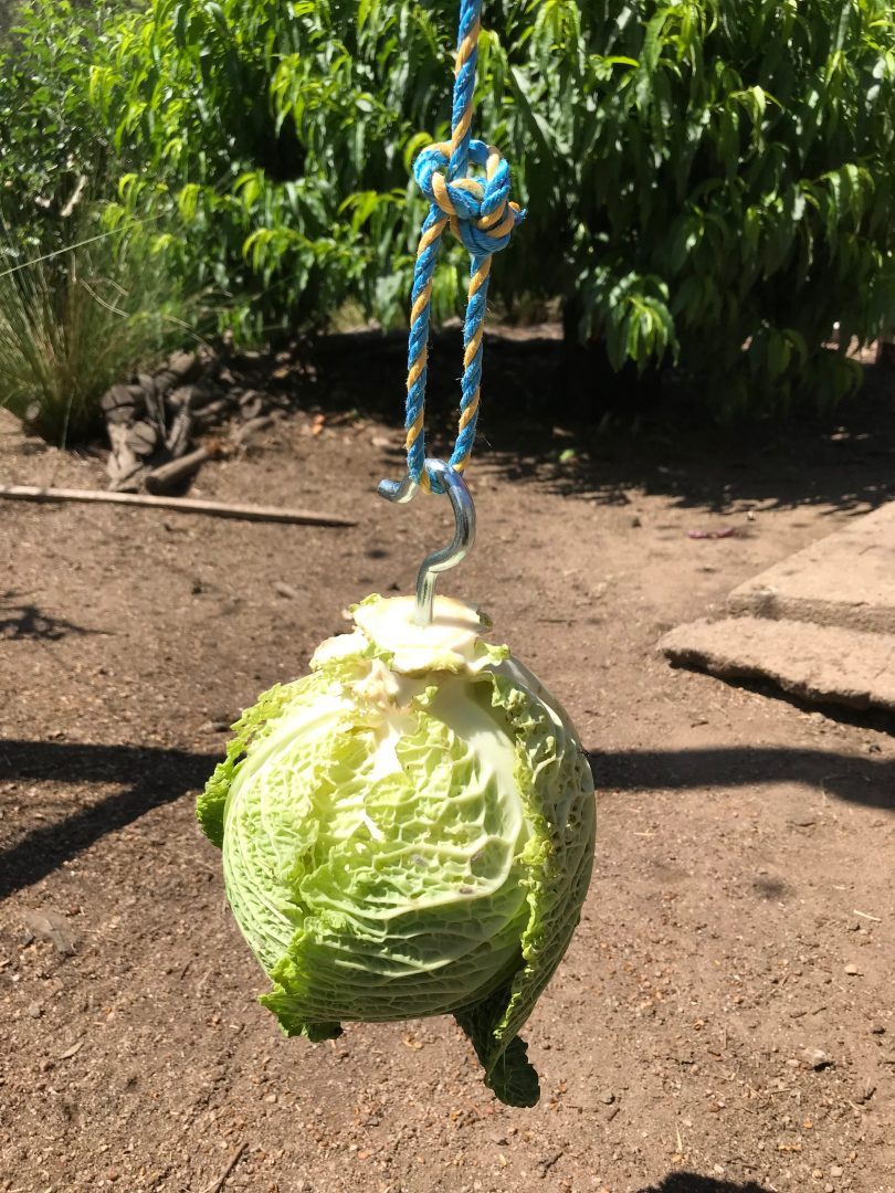 A cabbage ball, hours of fun for your chooks and you watching them. Photo: Geoffrey Grigg.