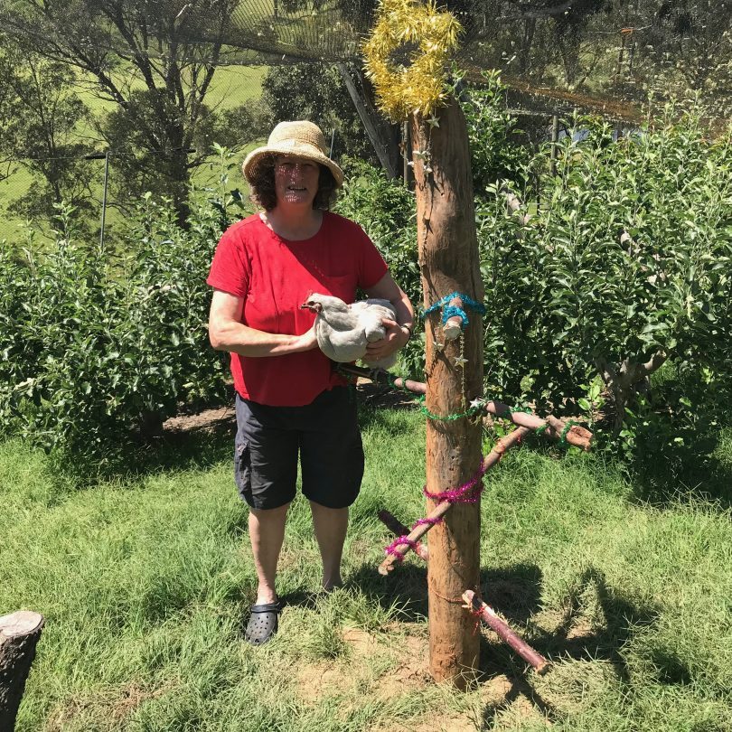 Cheryl Nelson, the brains and heart behind Natural Chicken Health, modelling a chook tree Photo: Geoffrey Grigg.