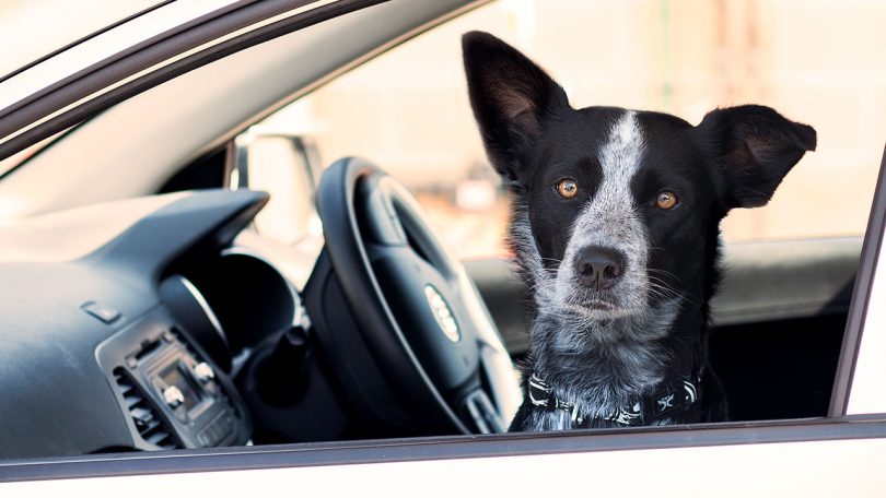 According to the RSPCA it takes just six minutes for a dog to die in a hot car. Photo: RSPCA
