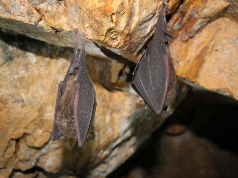 Eastern Horseshoe Bat at Yalway. Photo: Karen Davis NatureMapr Budawang.