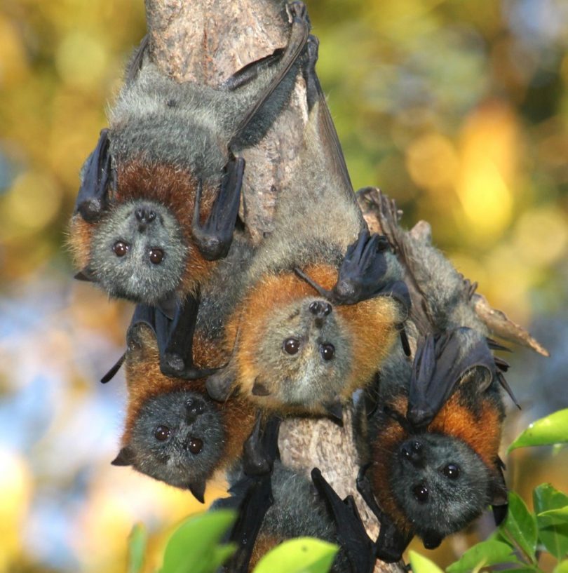 Eurobodalla Shire Council has adopted a Flying Fox Management Plan. Photo: Eurobodalla Shire Council.