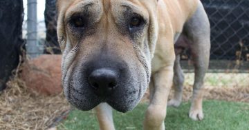 Canberrans are a dog-loving, outdoorsy bunch of Green Machine supporters