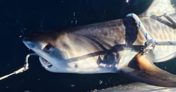 NSW shark management strategy heads south to Bega Valley beaches