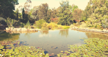 Music and beautiful native garden set the scene for a dreamy Sunday