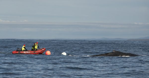 Old whaling techniques used to save whales from entanglement