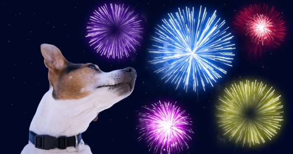 RSPCA urges Canberrans to get pets ready for New Year’s Eve fireworks