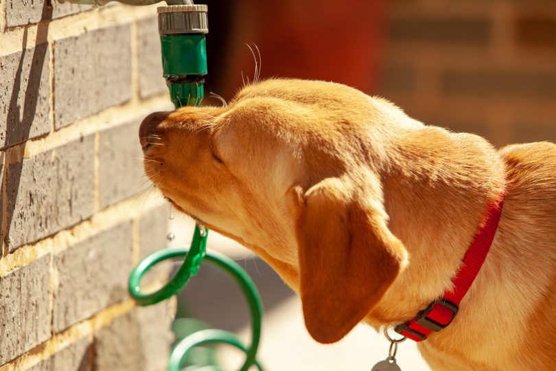 dog drinking water