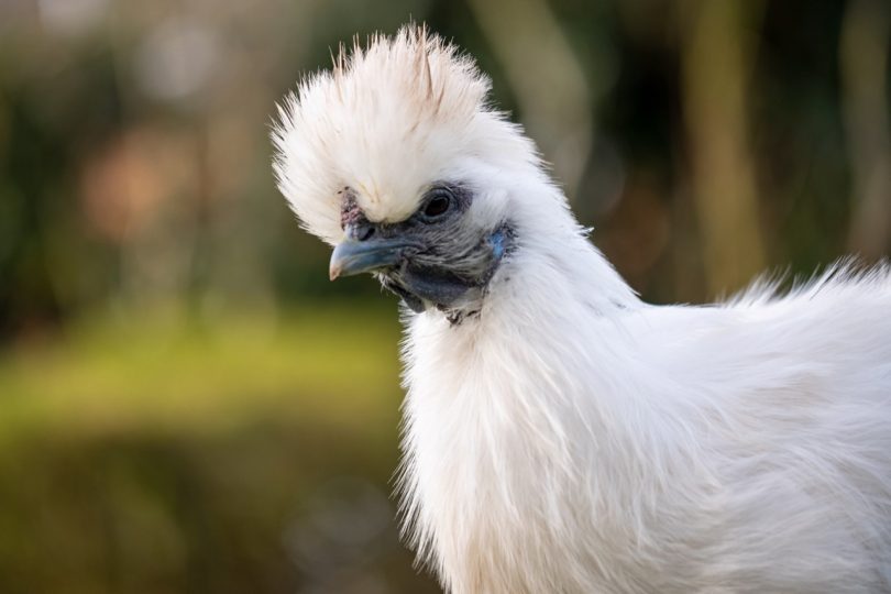 Silkies are thought to have originated in ancient China. Photo: Shutterstock.