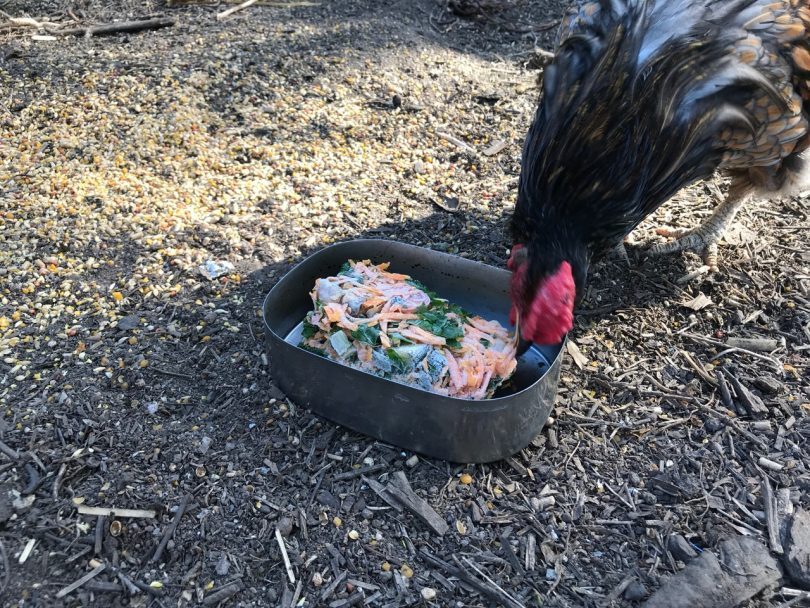Frozen food will cool your chooks quickly. Frozen watermelon bits, tomatoes, frozen shredded carrot, silverbeet or excess zucchini cut in half. Photo: Geoffrey Grigg.
