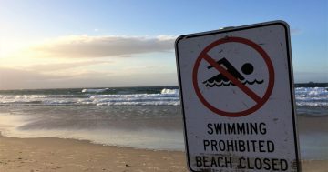 Two South Coast beaches closed today as white sharks spotted nearby