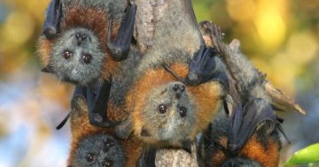 Commonwealth Park's flying foxes could die in the heat