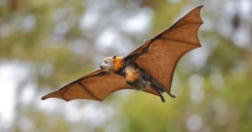 NCA going into bat for the Commonwealth Park's flying foxes