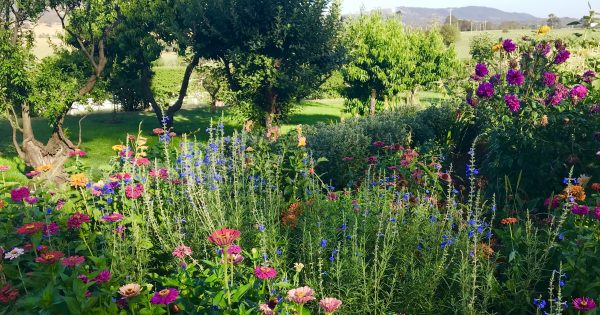 Glorious gardening, veggies and wombats at Lanyon