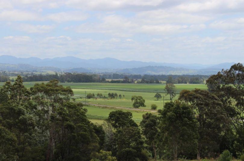 Looking out over the Bega River flood plain at Jellat, fields of corn growing tall. Photo: Ian Campbell.