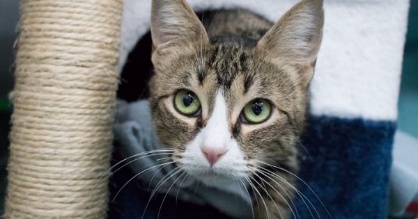 RSPCA ACT’s Pets of the Week – Meaghan & Roger