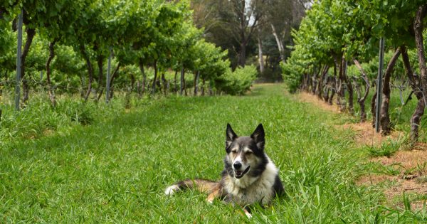 Murrumbateman Winery combines the joys of wine-tasting with a love of dogs