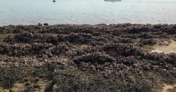 Industry backs natural oyster reef restoration ambitions