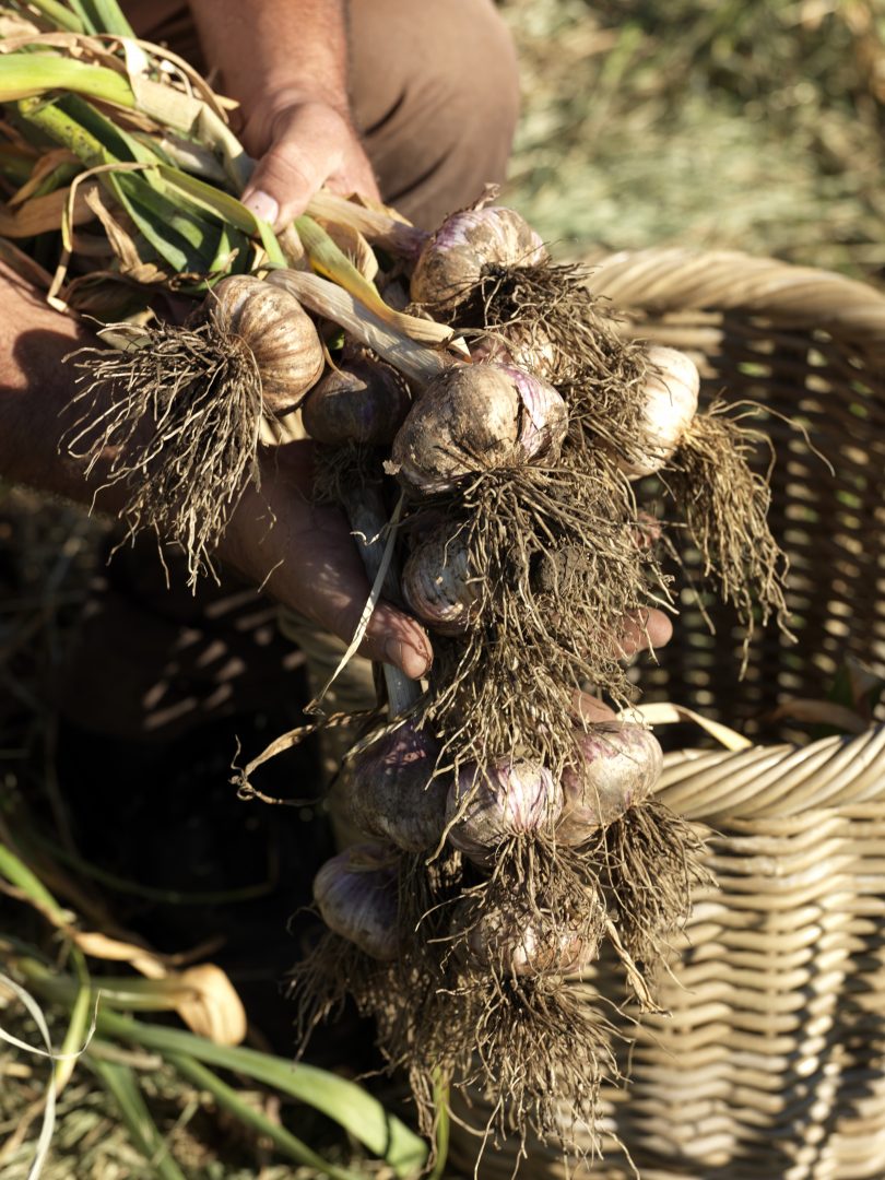 Garlic freshly picked at Pialligo Estate.