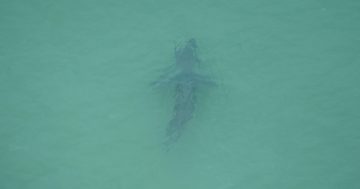 Sharks again close Eurobodalla beaches