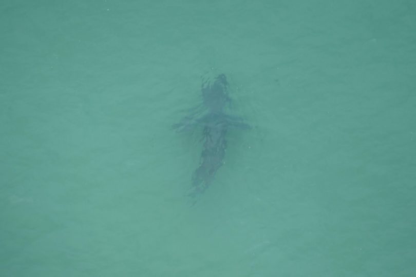 A 2.8-metre shark off Moruya Heads at 12.36pm, Wednesday, January 9. Photo: Department of Primary Industries.