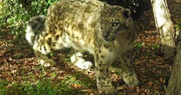 Canberra’s zoo bids a sad goodbye to their beautiful, elusive snow leopard