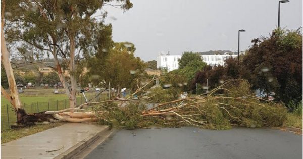 Power outages, fallen trees and flash flooding after thunderstorm tears through Canberra
