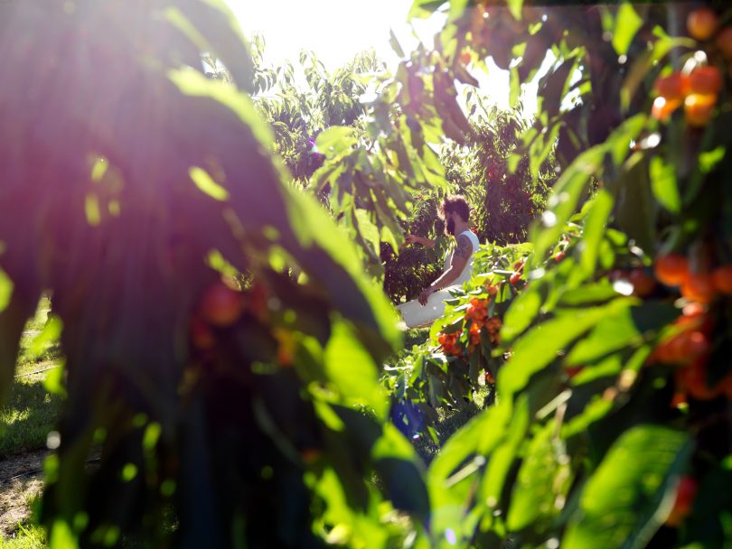 Fruit is picked straight from the tree at Pialligo Estate. 