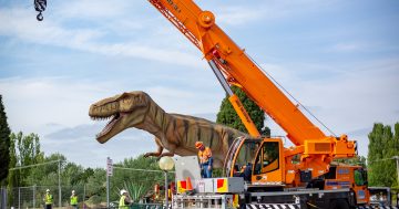 Canberra's big dinosaur takes flight