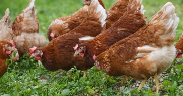 Avian flu case confirmed in backyard chickens, bird registry set up for owners in quarantine zone