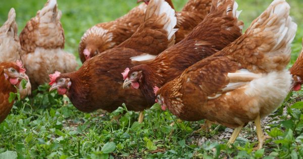 Chook Chat with Cheryl Nelson – Mites