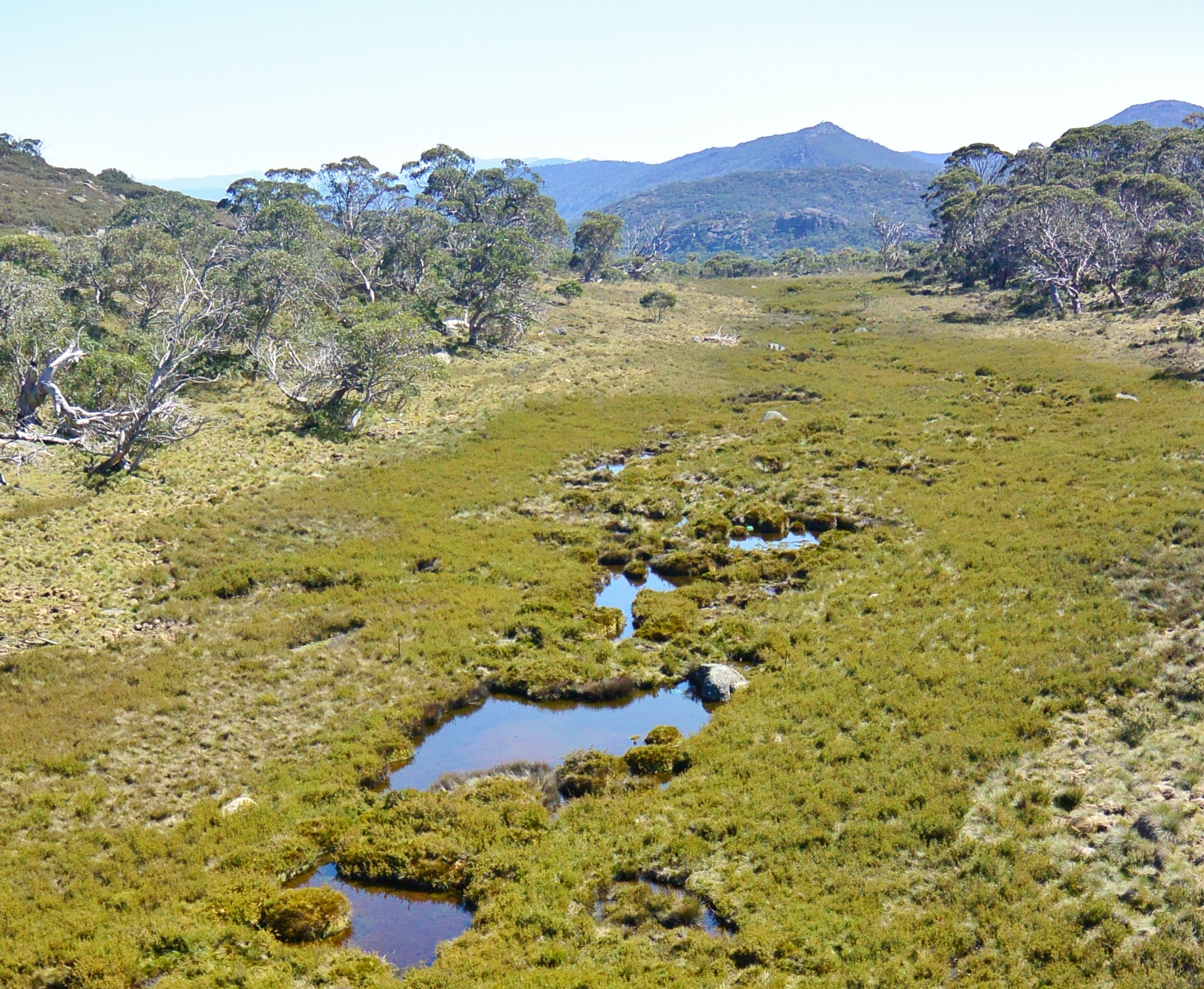 Feral horse threat to ACT's water sees Namadgi’s wetlands on endangered list