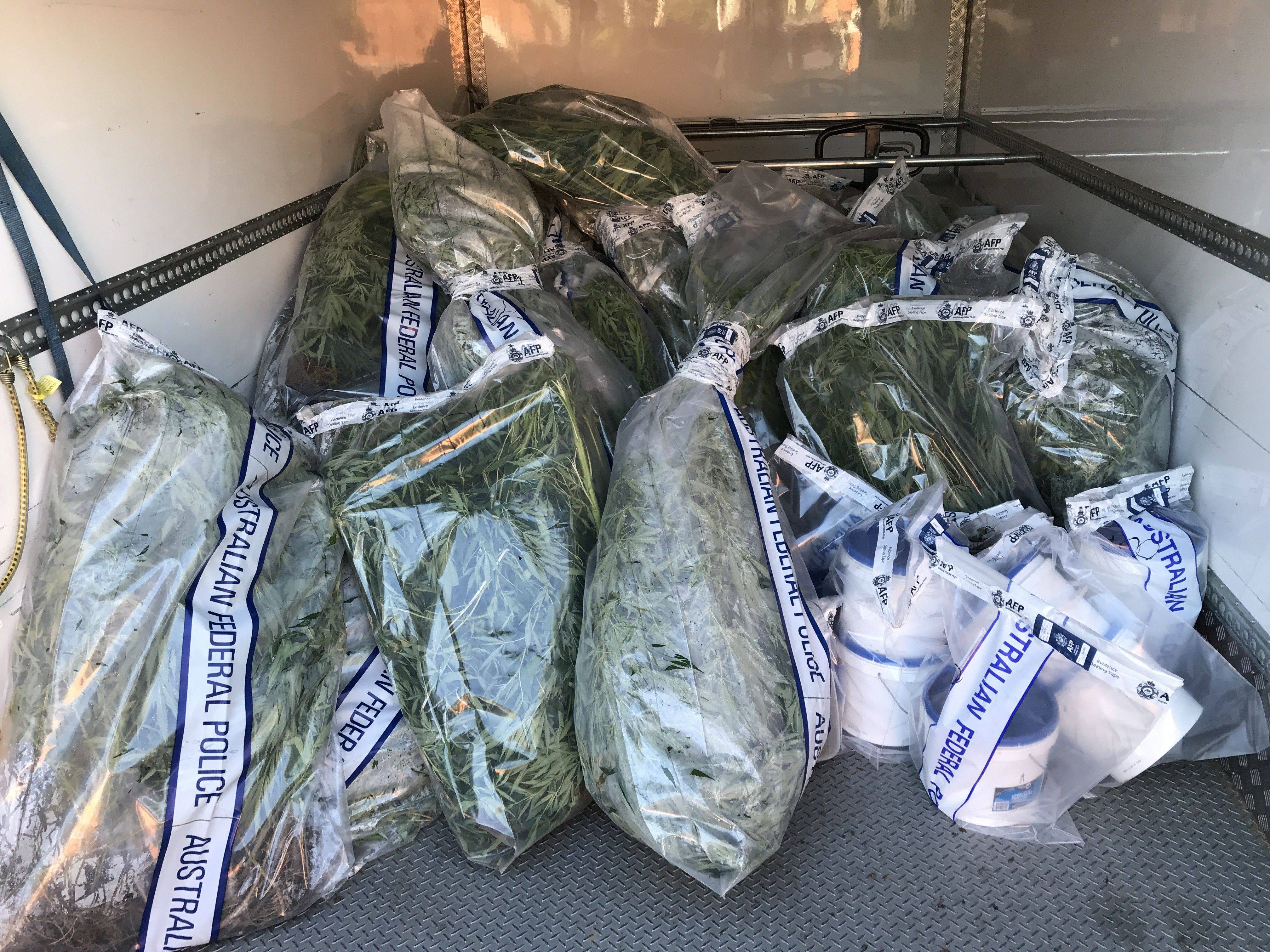 Police seize over 180 cannabis plants in Downer raid