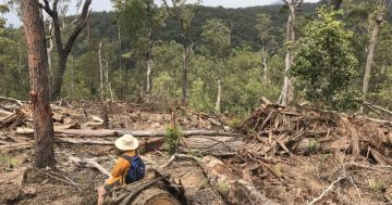 Conservationists are battling to stop logging near the Corn Trail