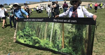 Protesters flock to Parliament House to call out 'economically absurd' native logging