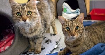 RSPCA ACT's Pets of the Week - Buffy, Madeline and Maxwell