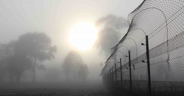 Rabbits to be culled at Goorooyarroo reserve as sanctuary expands