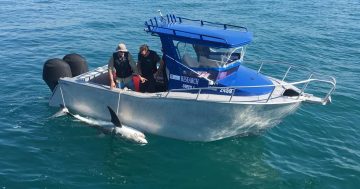 Shark Drumline Trial starts off in Tathra, Pambula, Merimbula today