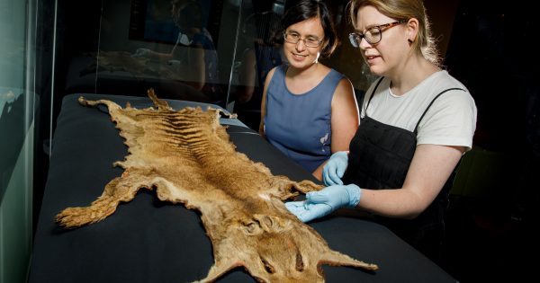 Rare Tasmanian tiger skin now on display at National Museum