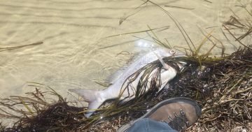 Wallagoot Lake fish kill not seen in at least 25 years