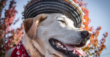 Dating with dogs is the new way to find love in Canberra