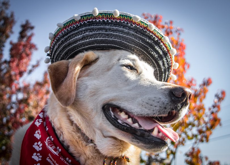 This pup was dressed to impress. Photos: Holdfast Photography