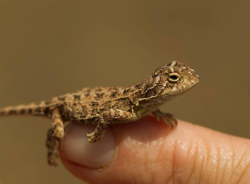 Grassland earless dragon