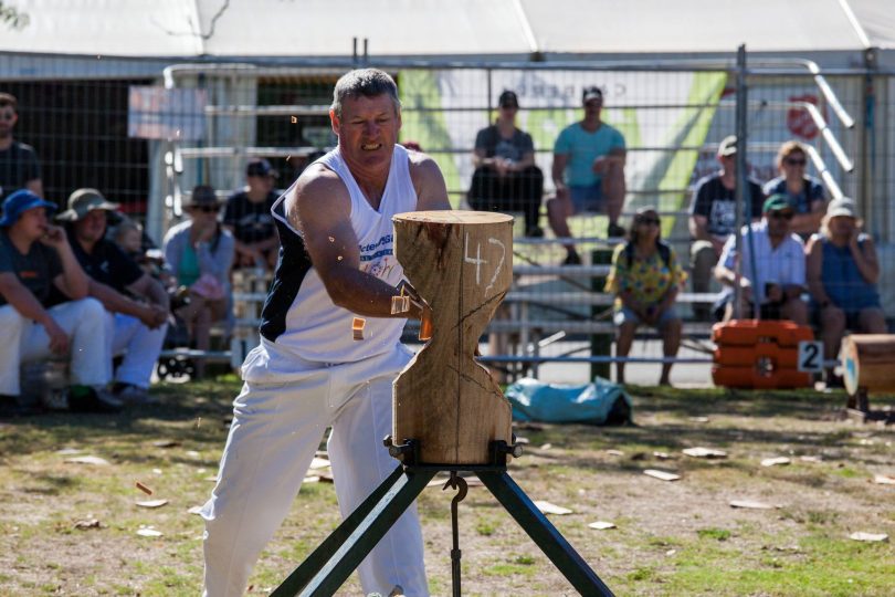 The woodchopping returned to big crowds