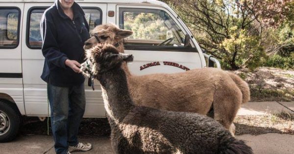 Canberra's beloved alpaca therapy program ends as Nils Lantzke and his flock retire